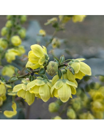 Mahonia japonica (3lt)