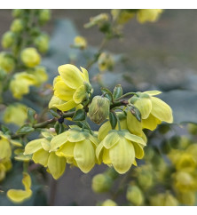 Mahonia japonica (3lt) Mahonia japonica (3lt)