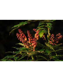 Mahonia nitens Cabaret (3lt)