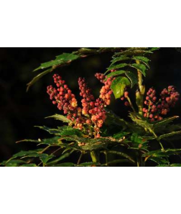 Mahonia nitens Cabaret (3lt)