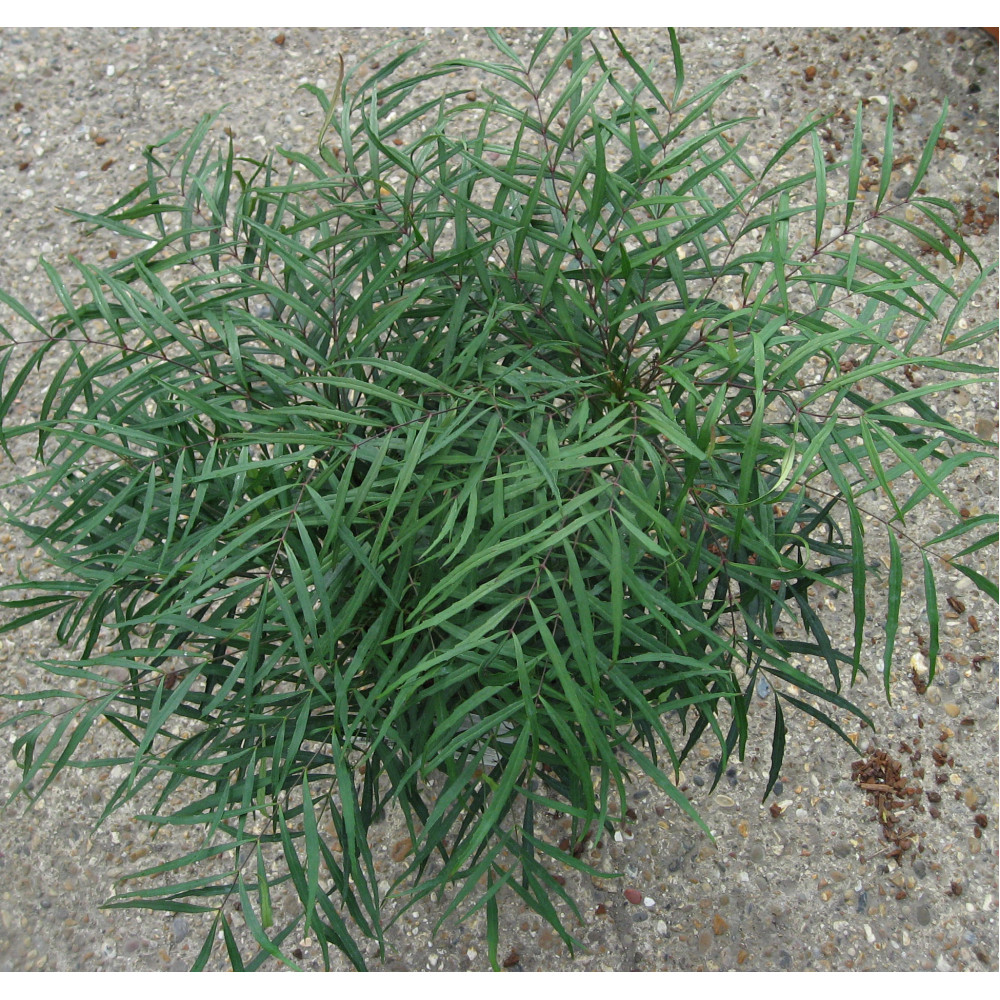 Mahonia eurybracteata Soft Caress (3lt) Mahonia eurybracteata Soft Caress (3lt)