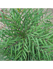 Mahonia eurybracteata Sweet Winter (5lt)