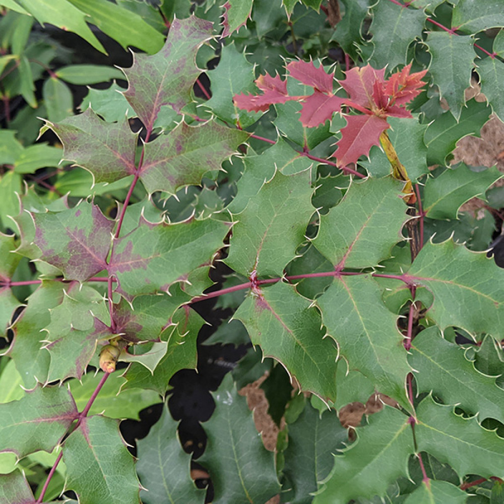 Mahonia x wagneri Fireflame (3lt)