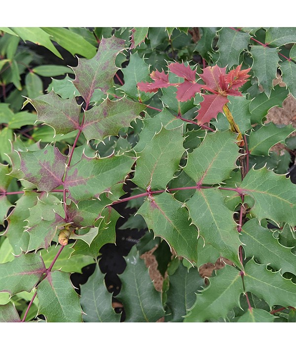 Mahonia x wagneri Fireflame (3lt)