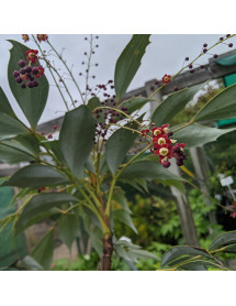 Mahonia gracilipes (7.5lt)
