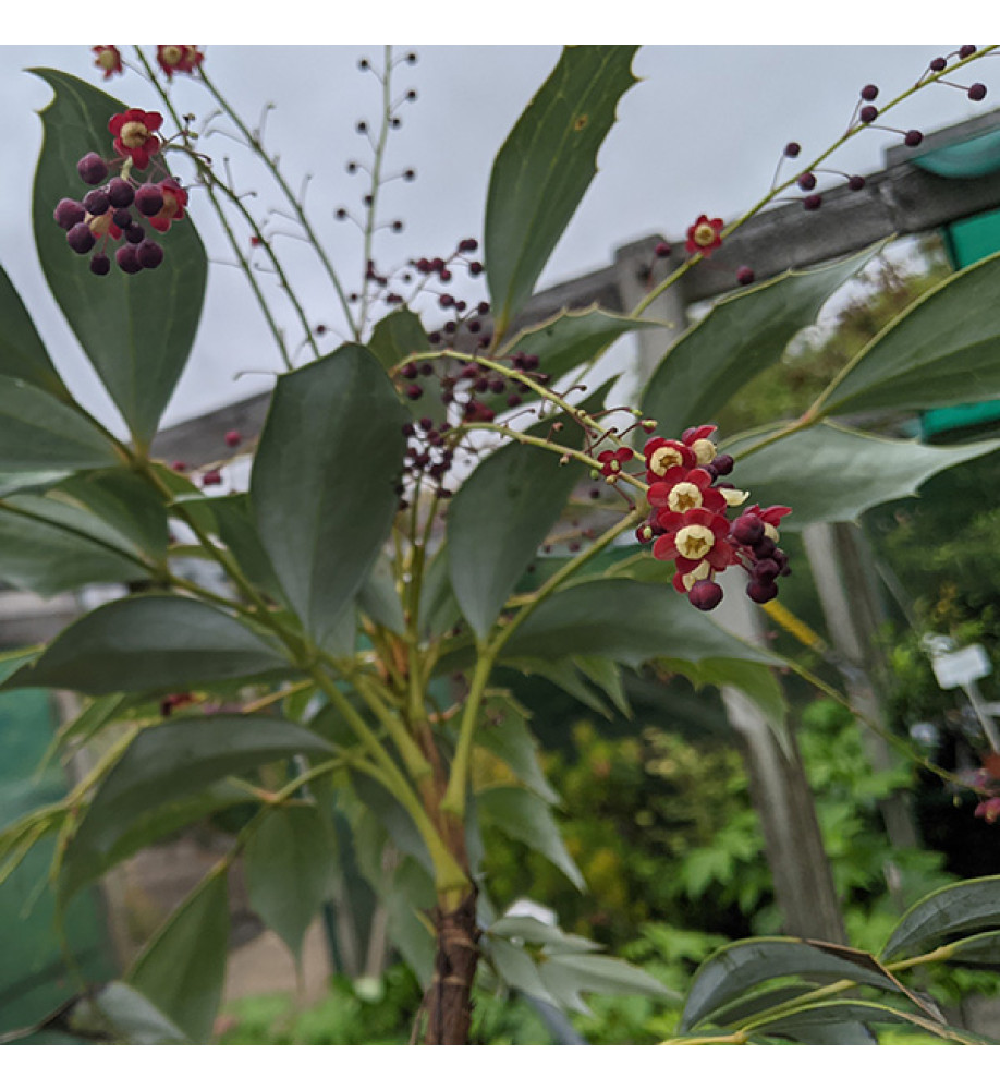 Mahonia gracilipes (7.5lt)