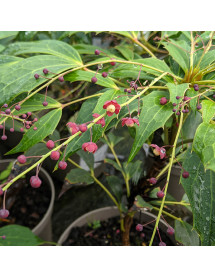 Mahonia gracilipes (7.5lt)