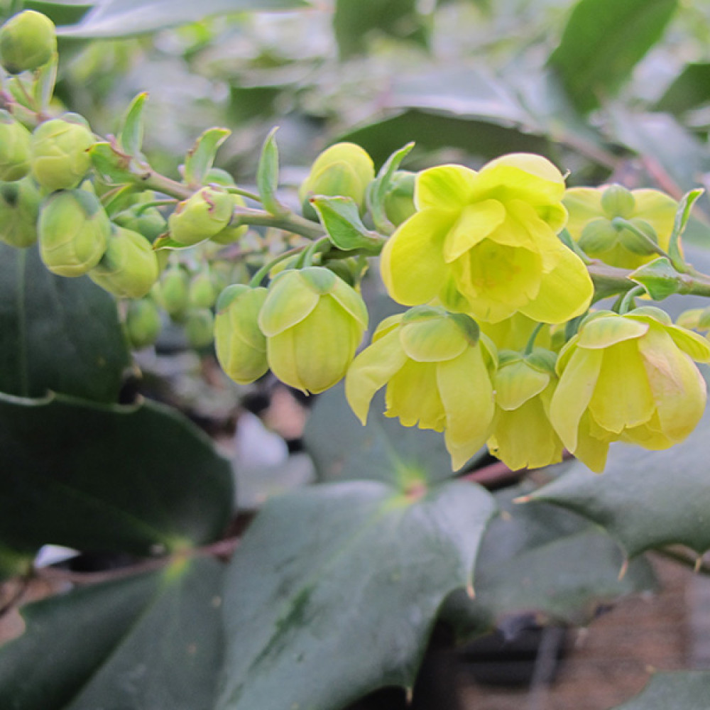 Mahonia japonica Bealei Group (7.5lt)