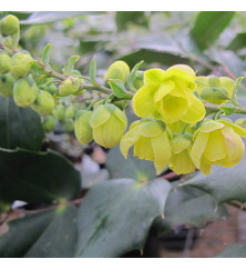 Mahonia japonica (3lt)