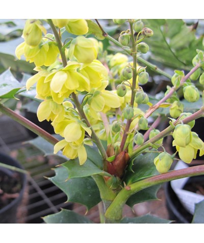 Mahonia japonica Bealei Group (3lt)