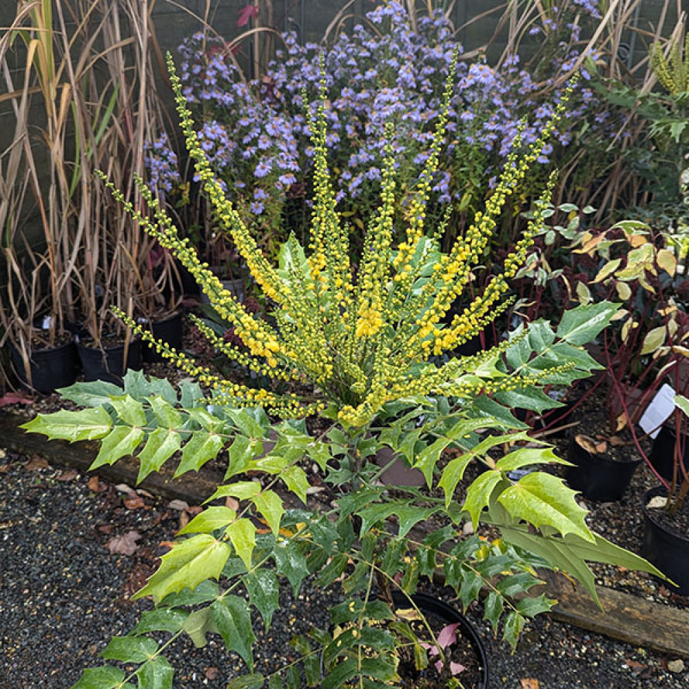 Mahonia x media Lionel Fortescue (3lt)