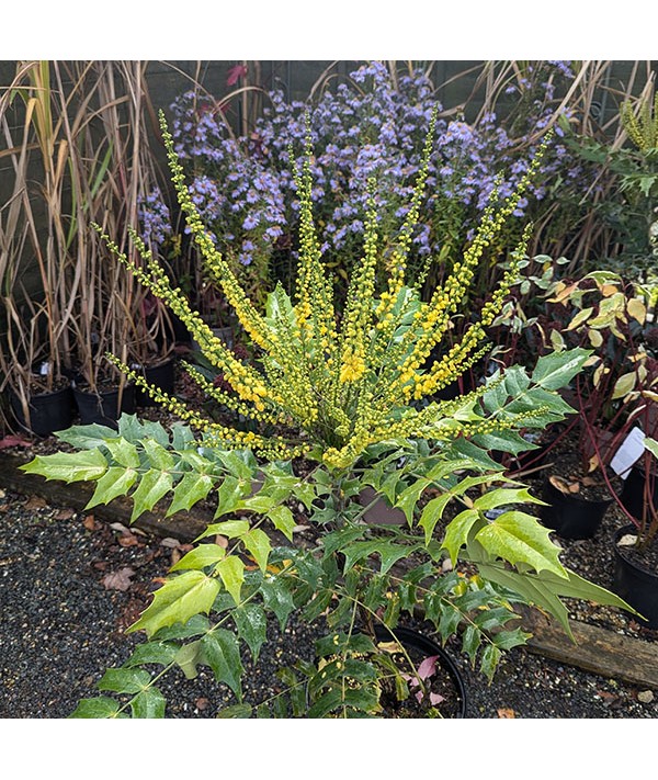 Mahonia x media Lionel Fortescue (7.5lt)