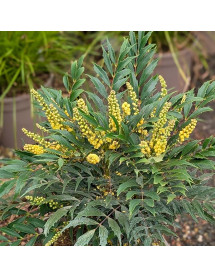 Mahonia eurybracteata Meteor (5lt)
