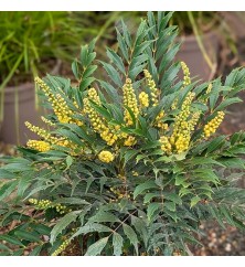 Mahonia eurybracteata Meteor (5lt)