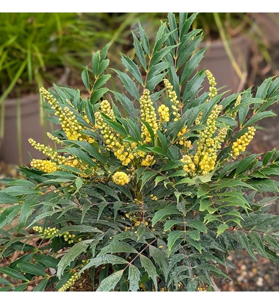 Mahonia eurybracteata Meteor (5lt)