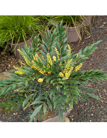 Mahonia eurybracteata Meteor (5lt) Mahonia eurybracteata Meteor (5lt)