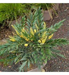 Mahonia eurybracteata Meteor (5lt) Mahonia eurybracteata Meteor (5lt)