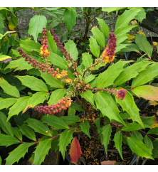 Mahonia nitens (7.5lt) Mahonia nitens (7.5lt)