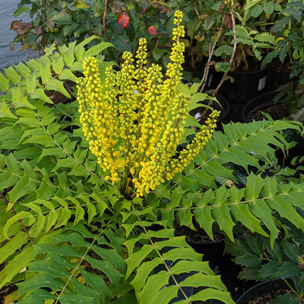 Mahonia oiwakensis (3lt)