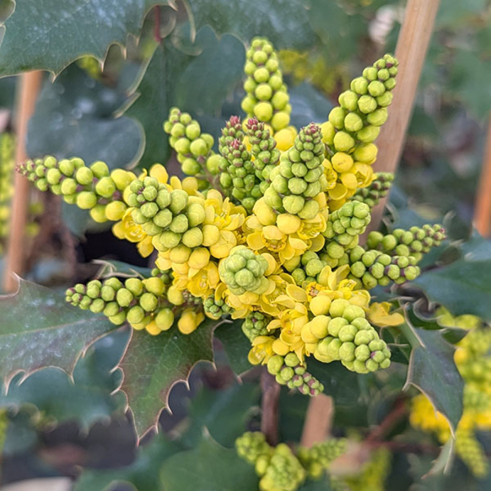 Mahonia x wagneri Pinnacle (3lt)