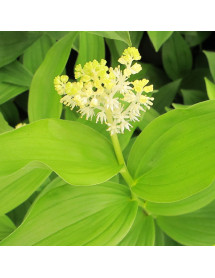 Maianthemum racemosum amplexicaule Emily Moody (Smilacina) (2lt)