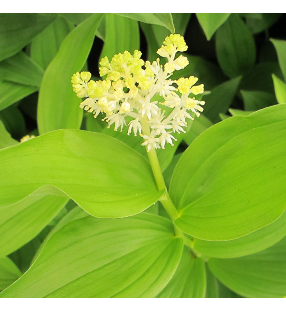 Maianthemum racemosum amplexicaule Emily Moody (Smilacina) (2lt)