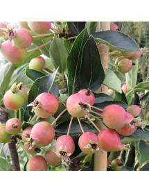 Malus Adirondack (AKA: Admiration) (13.5lt)