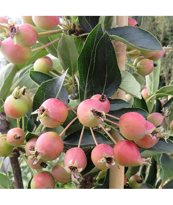 Malus Adirondack (AKA: Admiration) (13.5lt) Malus Adirondack (AKA: Admiration) (13.5lt)