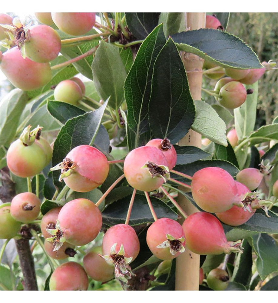 Malus Adirondack (AKA: Admiration) (13.5lt)