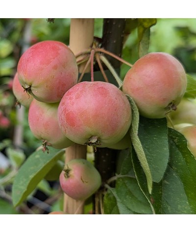 Malus Butterball (7lt)