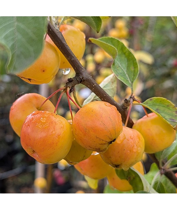 Malus Butterball (7lt)