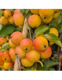 Malus Butterball (12lt)