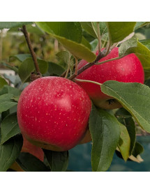 Malus domestica Charles Ross - (mm106)
