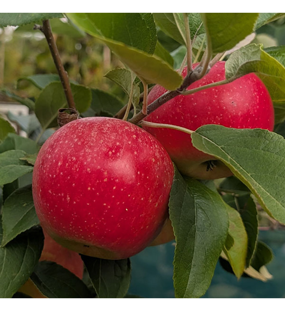 Malus domestica Charles Ross - Patio (m27)