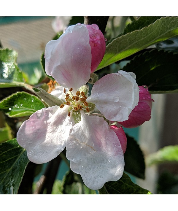 Malus domestica Ellison's Orange - M26 (10lt)