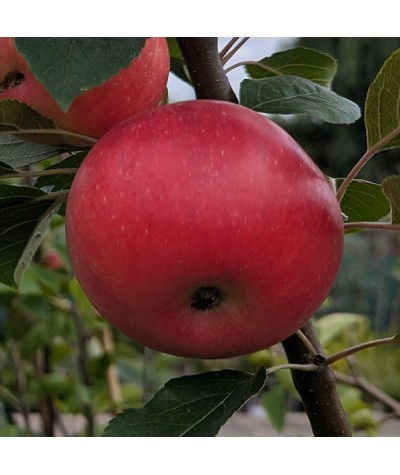 Malus domestica Discovery - Patio (M27) (11.5lt)