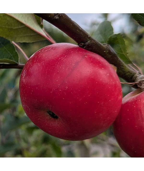 Malus domestica Discovery - Patio (M27) (11.5lt)