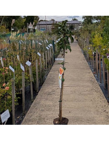 Malus domestica Ballerina Gold Sensation (M26) (5lt)