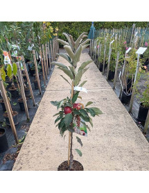 Malus domestica Ballerina Red Leaf (M26) (5lt)