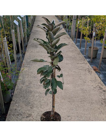 Malus domestica Ballerina Red Leaf (M26) (5lt)