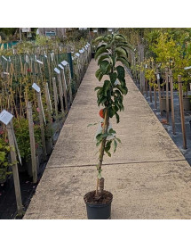 Malus domestica Ballerina Red Sensation (M26) (5lt)