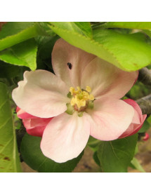 Malus domestica Bramley's Seedling mm106 (Fan Trained) (12lt)