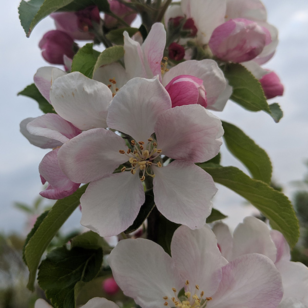 Malus domestica Christmas Pippin - MM106 (Half Standard) (12lt)