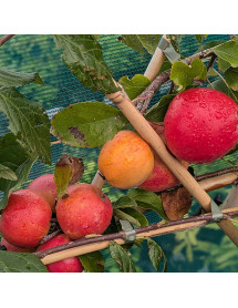 Malus domestica Christmas Pippin - MM106 (Half Standard) (12lt)