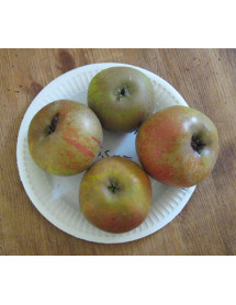 Malus domestica Egremont Russet  (Half Standard) mm106 (12lt)