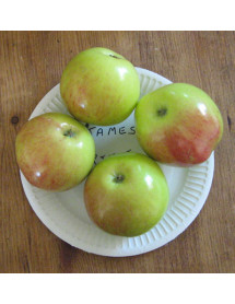 Malus domestica James Grieve (Half Standard) (mm106)(12lt)