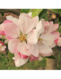 Malus domestica James Grieve (Half Standard) (mm106)(12lt)