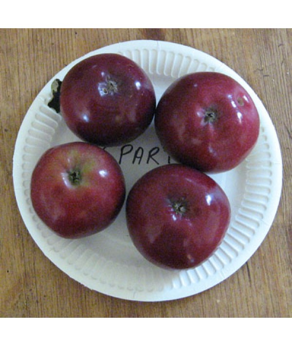 Malus domestica Spartan (m26) (13.5lt)