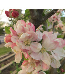 Malus domestica Egremont Russet  M27 step over (12lt)