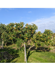 Malus domestica Egremont Russet  (Half Standard) mm106 (12lt)